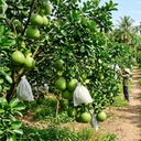Bưởi bao trái trên cây — canh tác VietGAP