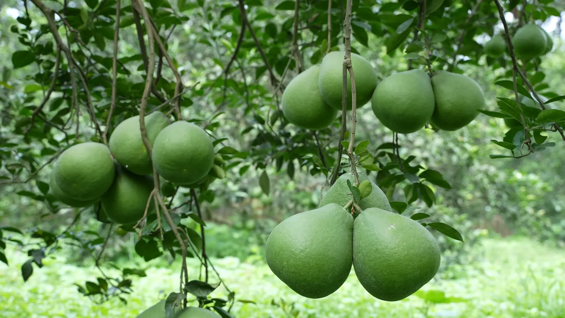 Bưởi đường lá cam