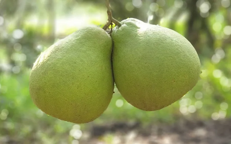 Bưởi đường lá cam lão (bán trái)