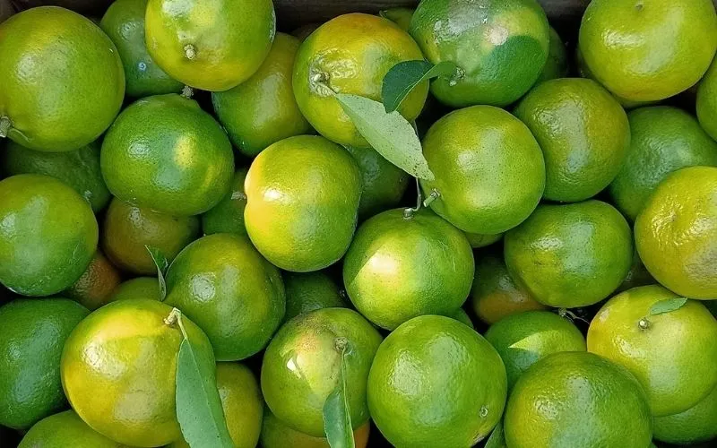 Quýt đường xanh