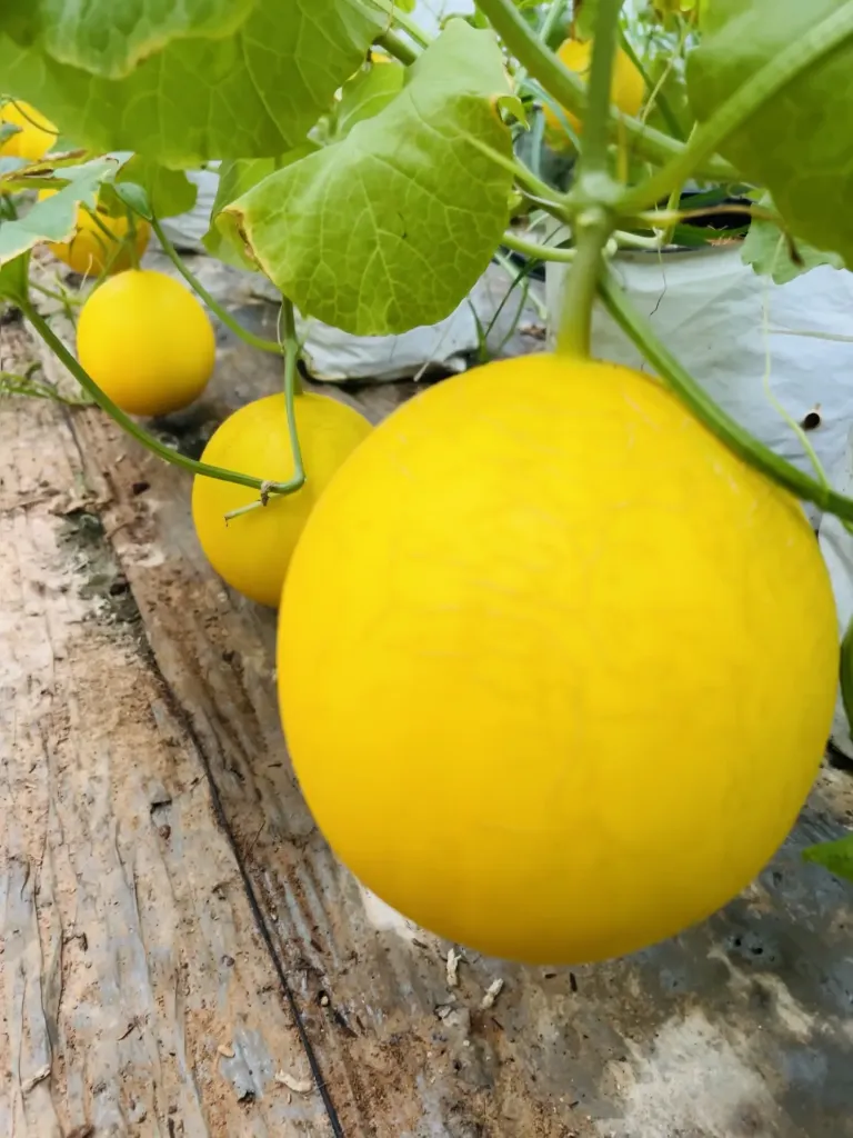 Dưa lưới tròn ruột cam